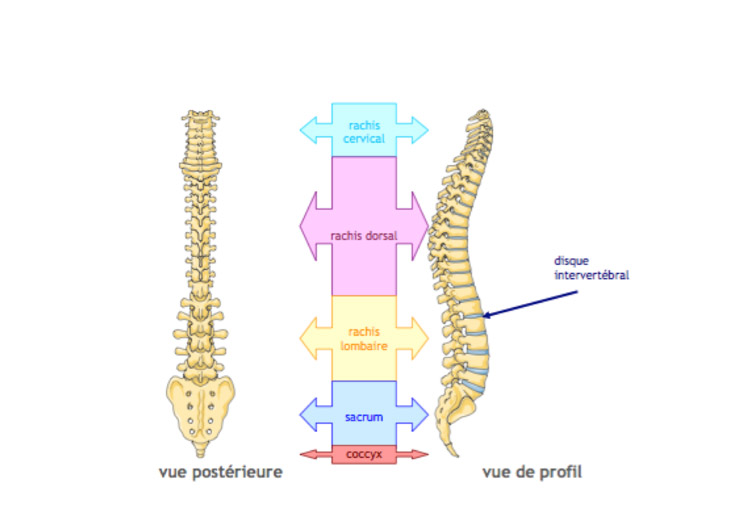 colonne vertébrale vue de profil et postérieure