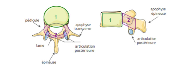 Direction des processus articulaires supérieurs des vertèbres types Pathologies-introduction-2